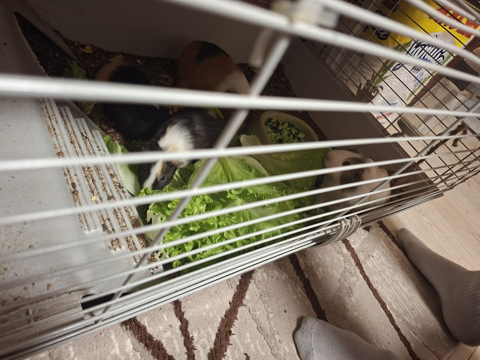 Малки морски свинчета