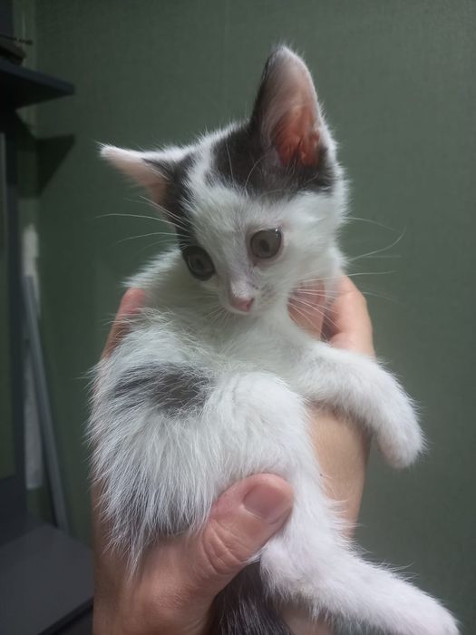 Котята мальчики в добрые руки