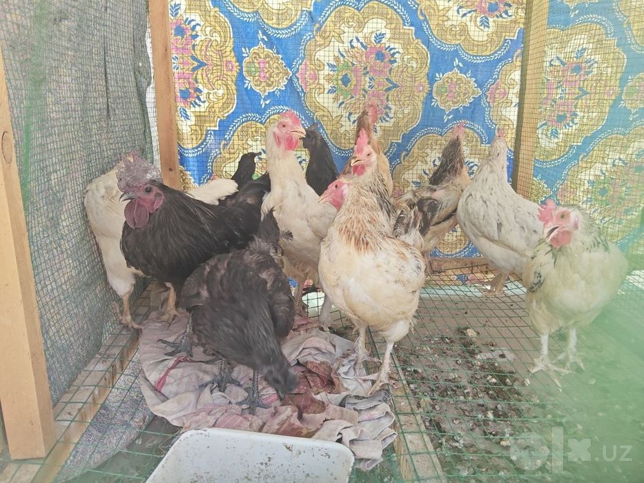 Faqat bugun Tovuqlar sotiladi