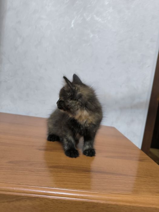 Отдам даром в добрые руки котят