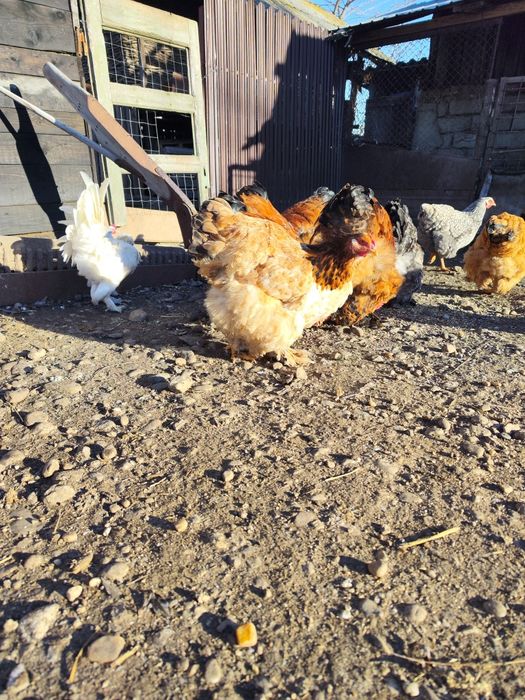 Vând găini și cocoși Cochinchina