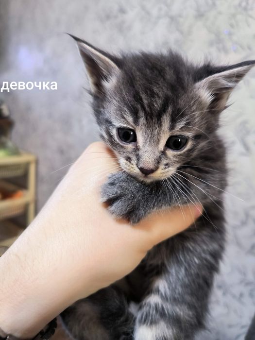 Продам шотландских котят
