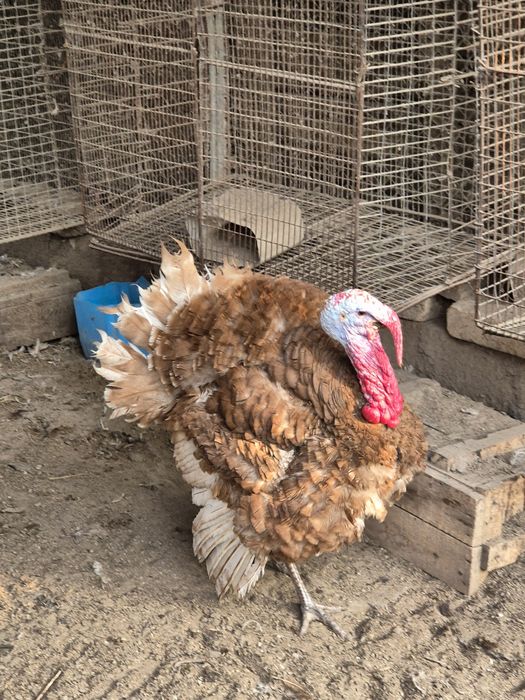 Индюки самцы  на племя узбекская палевая