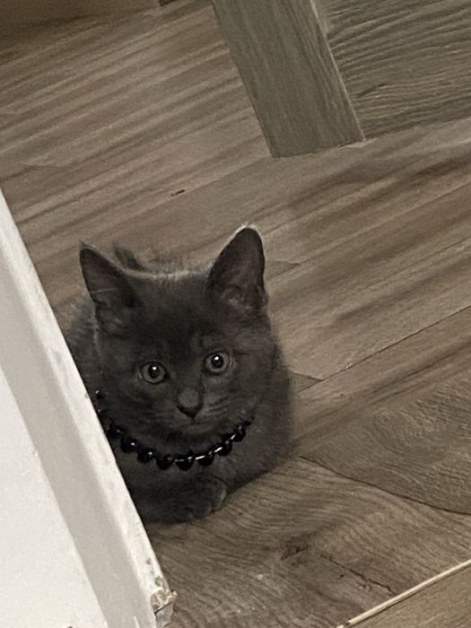 Отдам кота в хорошие руки