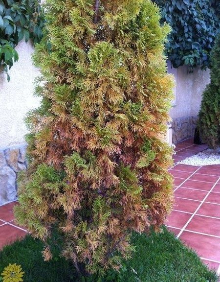 Обработка деревьев от тли и насекомых  Дори сэпиш Садовник Богбон.