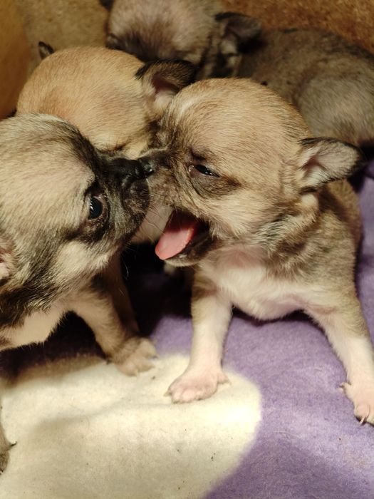 Чихуахуа супер мини