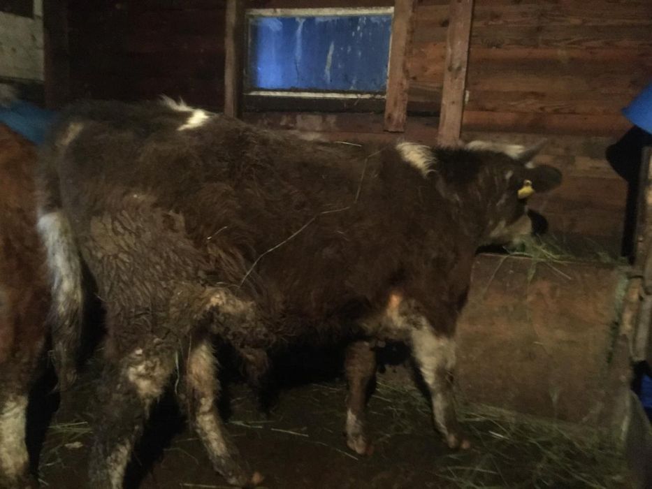 Продаются  бычок