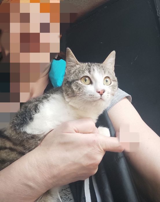 Пристройство животных