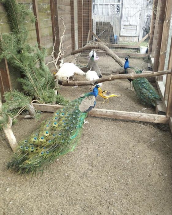 павлин павлины павлин