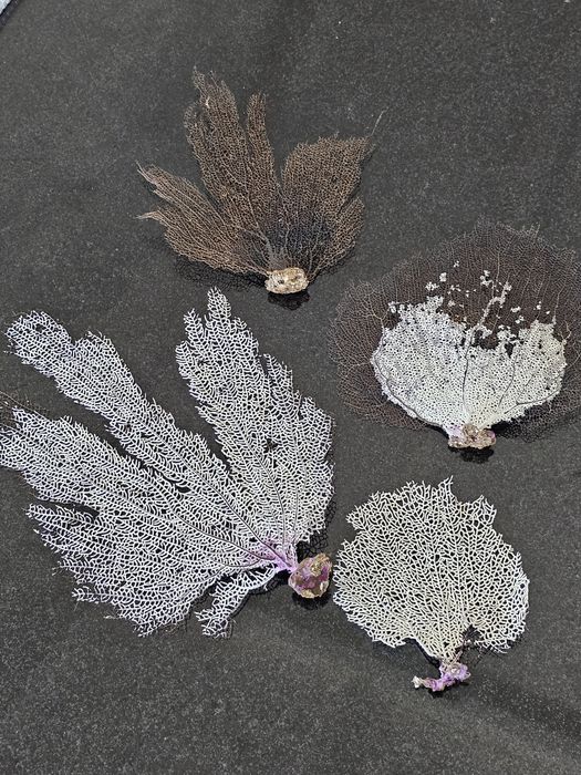 Кораллы , ракушки