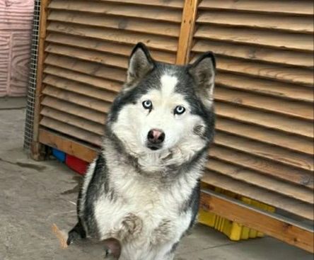 Потерялись две хаски