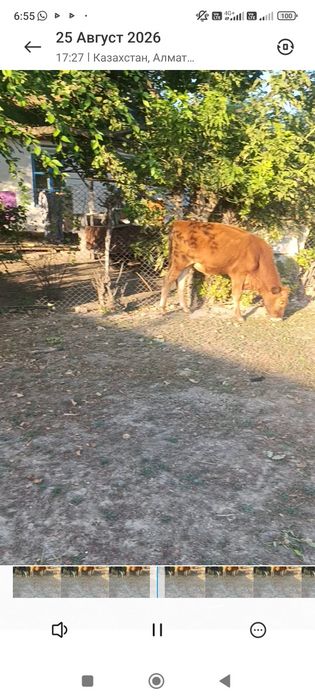 Продам бычки подсосы