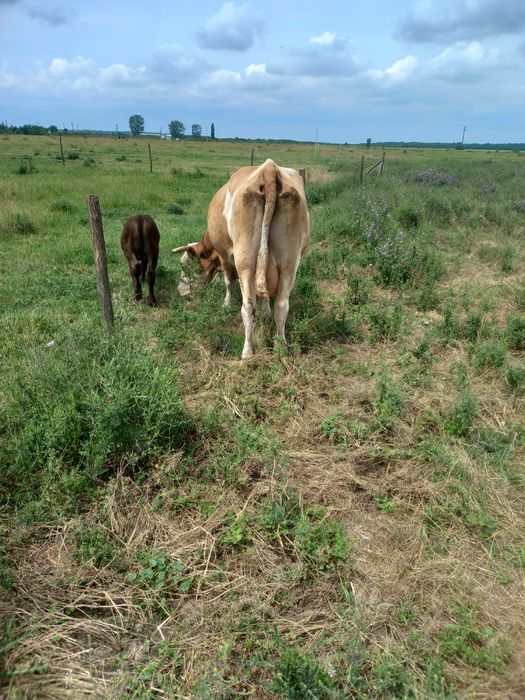 Vând vaca de 10 ani cu vițel august
