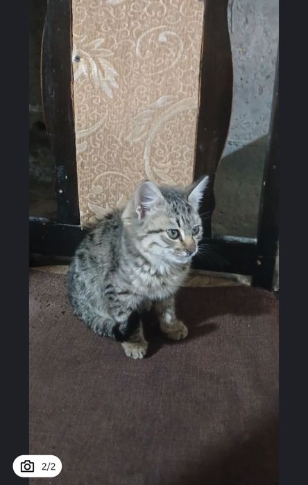 2 ta mushuk tekinga beriladi (бесплатно)