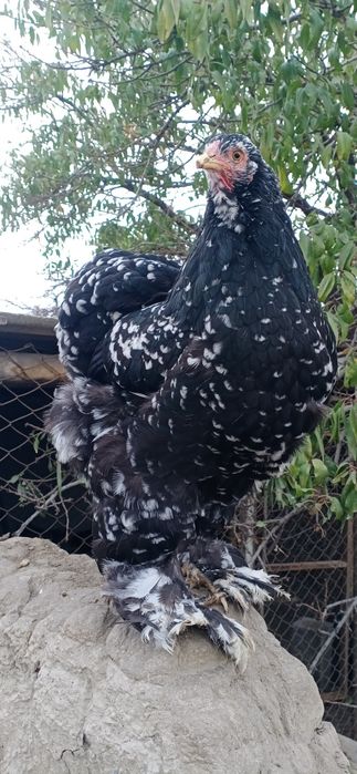 Брама мрамор тёмный