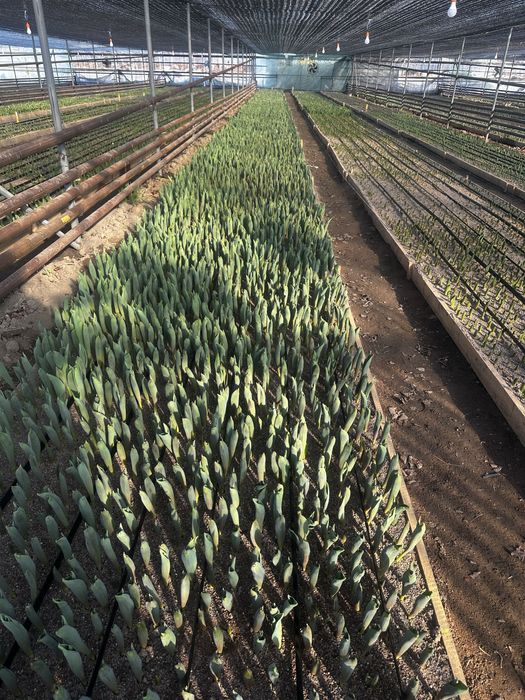 Тюльпаны жезгазган рефрижератор