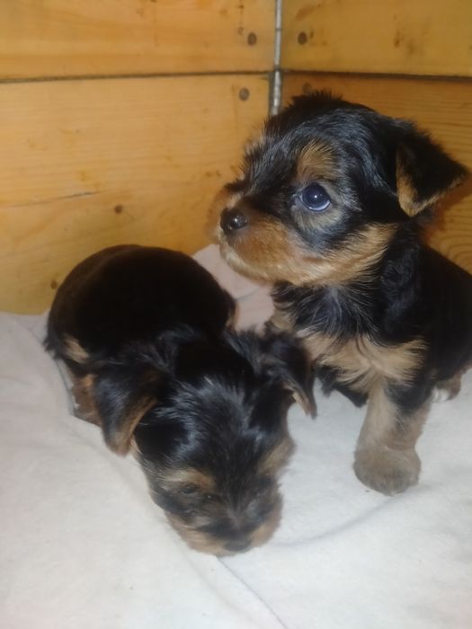 Йоркширский терьер