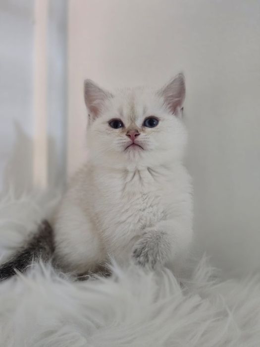 Котики британские шиншиллы
