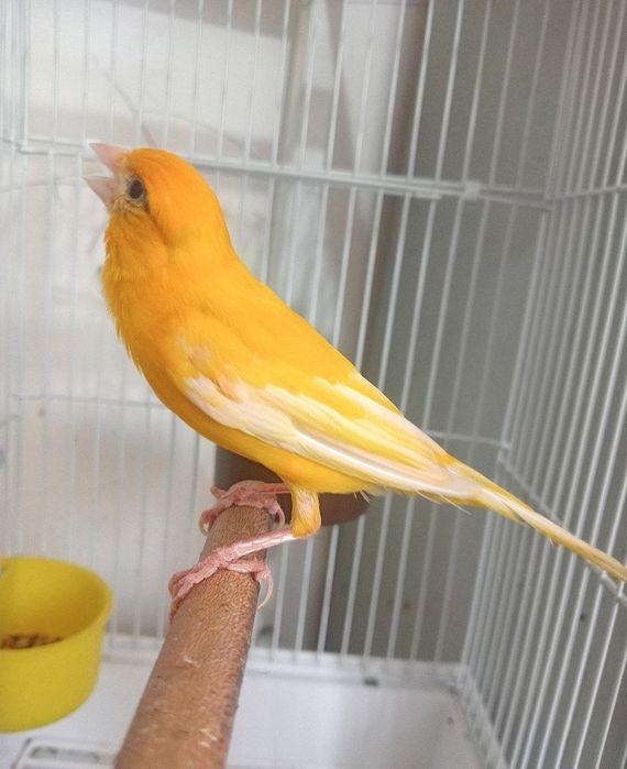 Kanareka limon nar bez petno sotiladi
