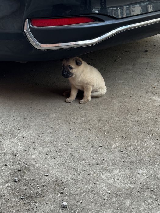 Отдаю щенят в добрые руки