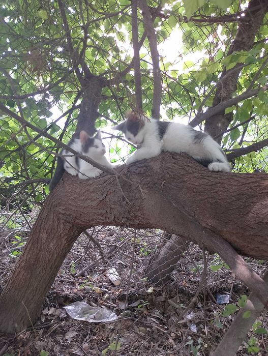 Подарявам малки котета