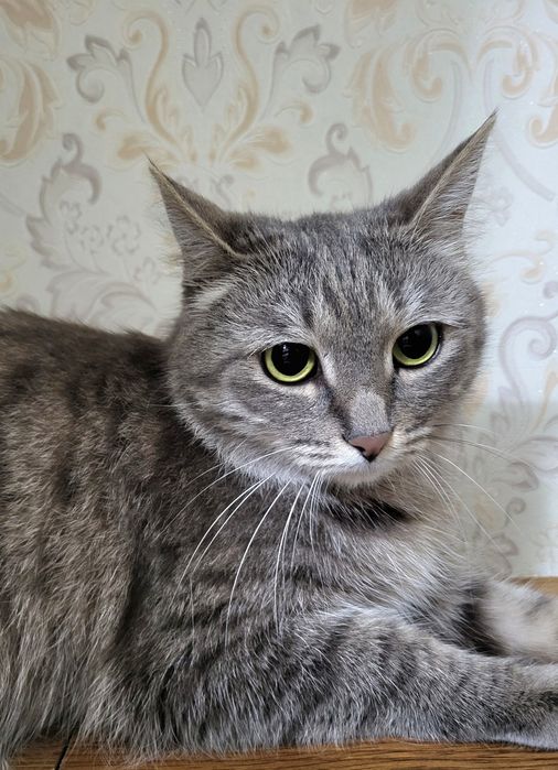 Кошка Тучка ищет дом