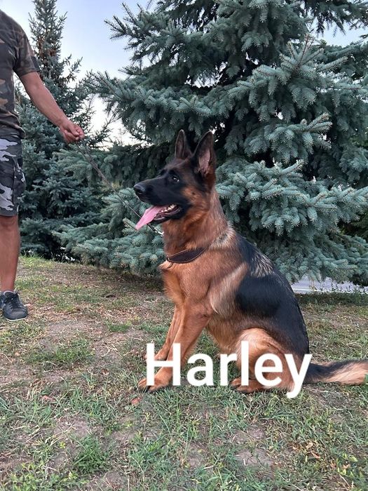 Ciobanesc german pui(mascul)