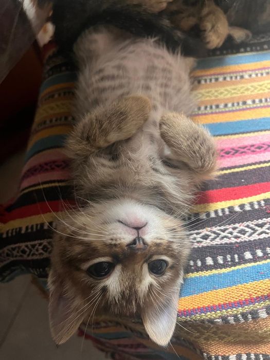 Котята в добрые руки!