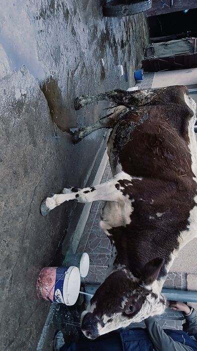 Vând vaca gestantă în 5 luni
