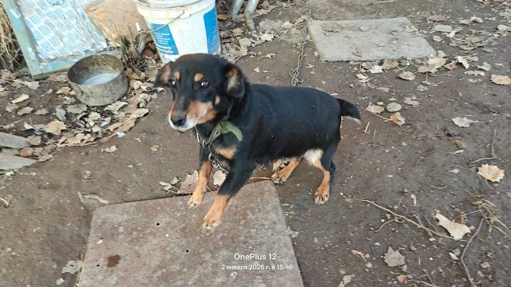 Продаю щенка 2 месяца