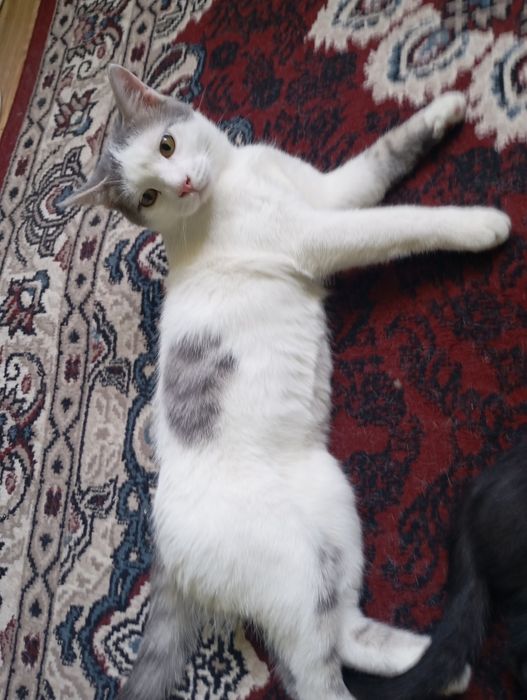 Отдаю домашнего котёнка в добрые руки