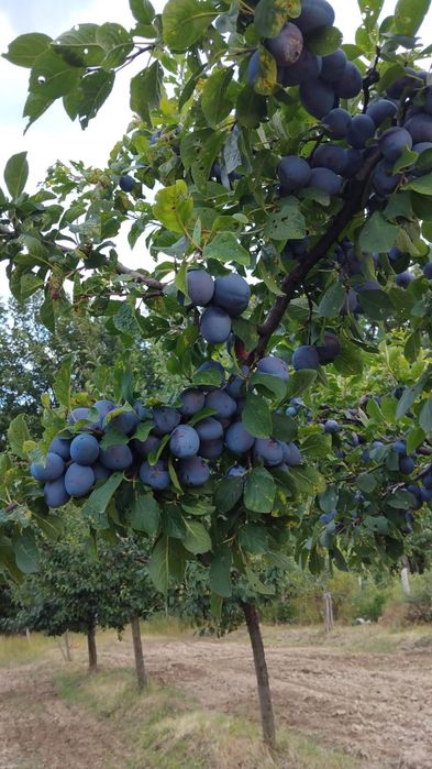 Prune la super pret
