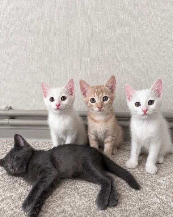 Отдам котят в хорошие руки