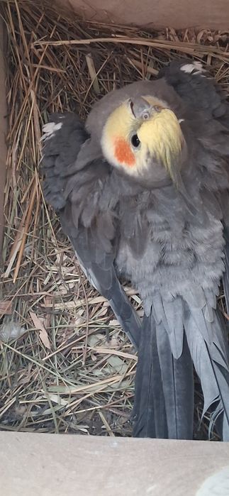 Se vinde Pereche de ninfe