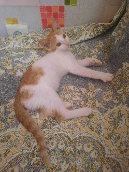 Отдам котёнка в добрые руки