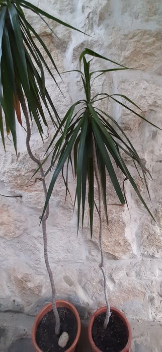 Plante decorative de interior