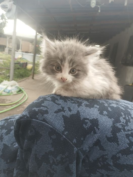 Котенок, 2-3 месяца