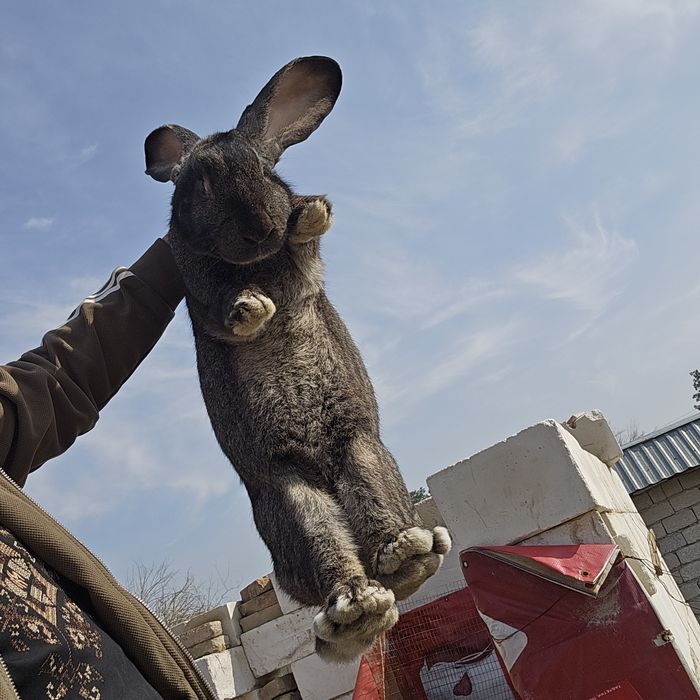 Фландр эркак куён