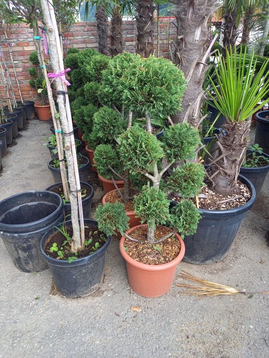 Pom pon spirală din leylandii