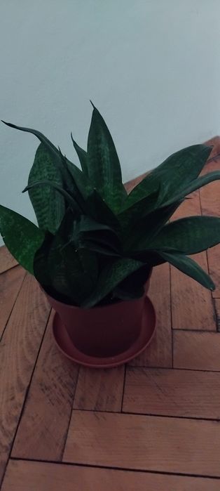 Мушкато, сакъз, сансевиера, дърво на живота, божи венец, дебела мара,