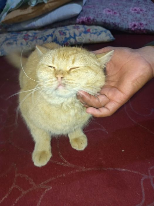 Mushuk tezda sotiladi