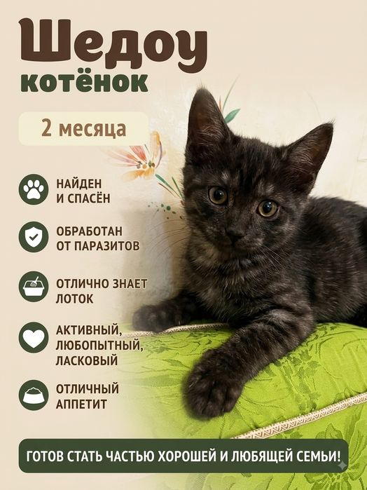 Котята бесплатно