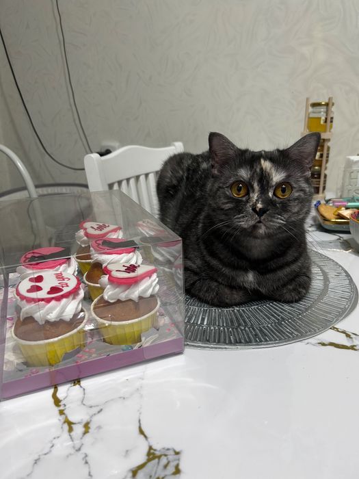 Кошка Марфа,5 лет.Приучена к лотку