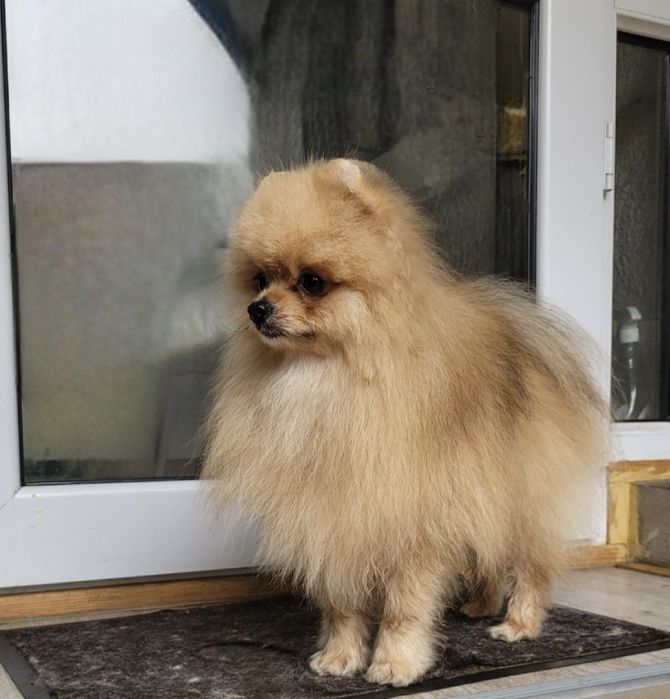 Жених Кевин на вязку