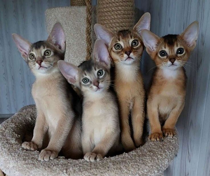 Абиссинские котята