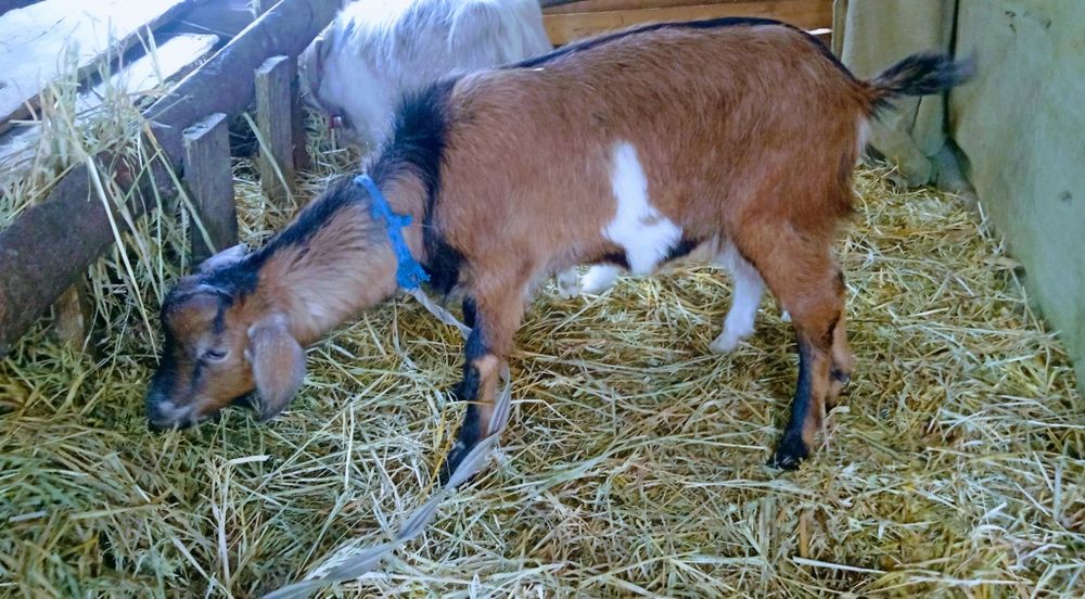 Vând o capră  tot cu ed +un țap anglo nubian total 1300