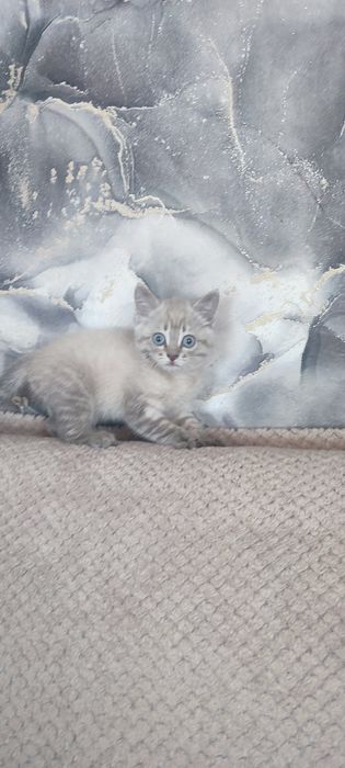 Отдам котёнка в добрые руки.