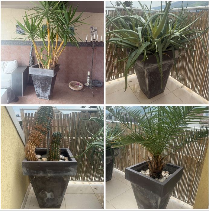 Цветя ЮКА, Кактус, Алое Вера, Финикова палма