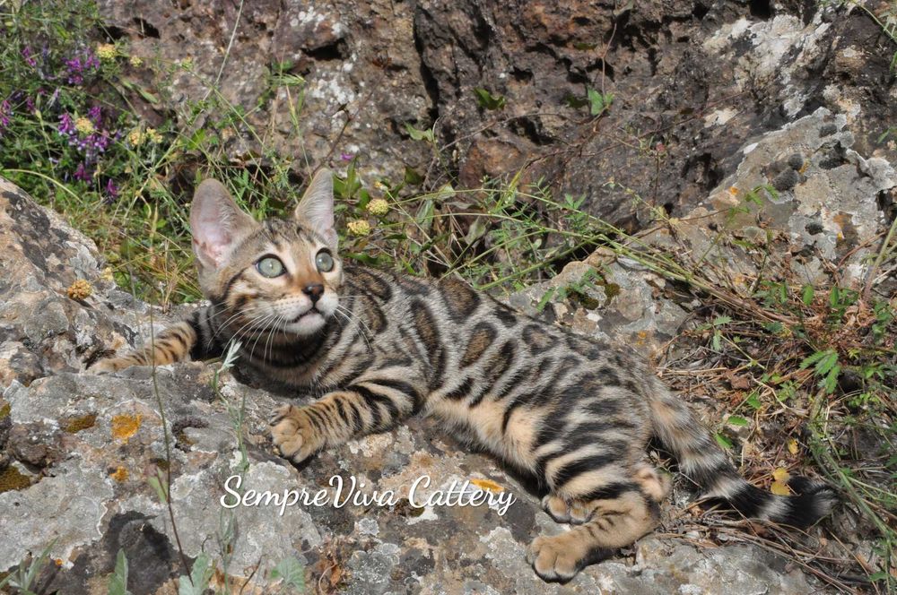 Бенгалска котка женска