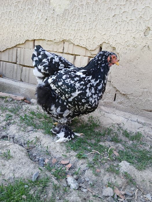 Pereche brahma NEGRU BOBAT